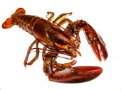 lobster-164479_640
